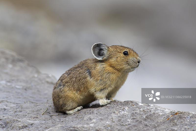 美洲鼠兔，原生于加拿大和美国西部的阿尔卑斯山区，其种群正遭受全球气候变化的侵害图片素材