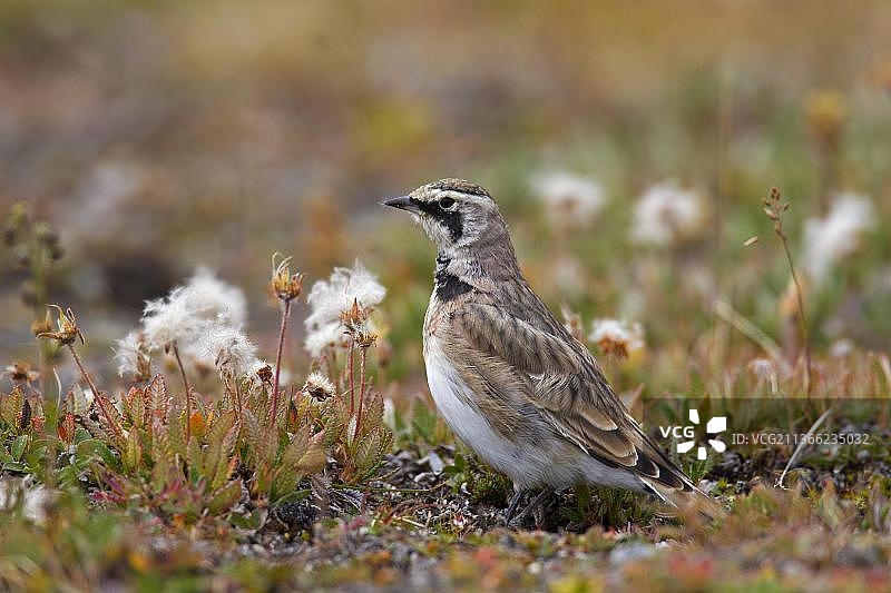 角百灵鸟(Eremophila alpestris),夏季在地面上的雌性,加拿大艾伯塔省贾斯珀国家公园图片素材