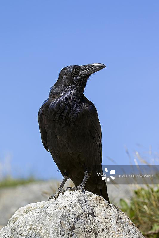 栖息在岩石上的渡鸦图片素材
