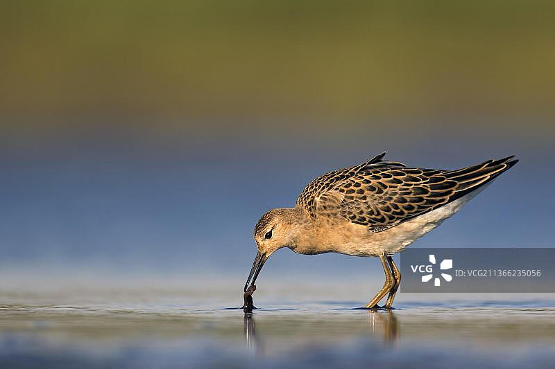 夏季池塘浅水中觅食的 juvenile 姬鹬图片素材
