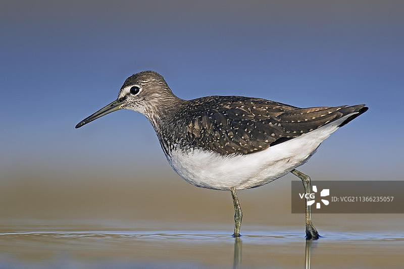 幼年矶鹬在泥滩上觅食图片素材