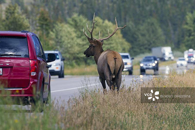 加拿大贾斯珀国家公园：驼鹿穿过公路图片素材
