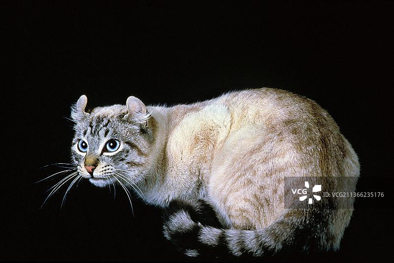 美国卷耳家猫，黑色背景图片素材