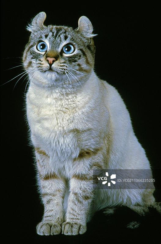 美国卷耳家猫：成年猫坐于黑色背景前图片素材