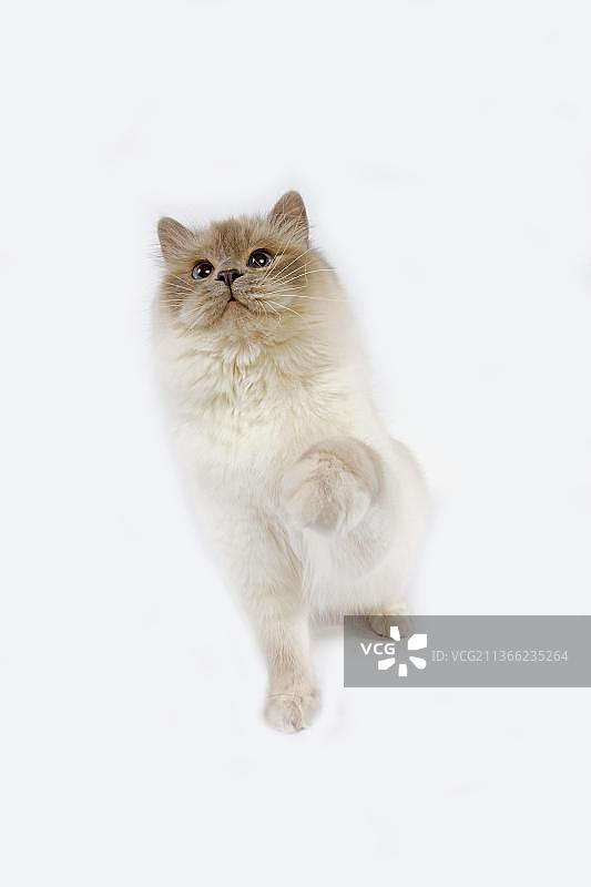 坐着的成年淡紫色伯曼猫，白色背景图片素材