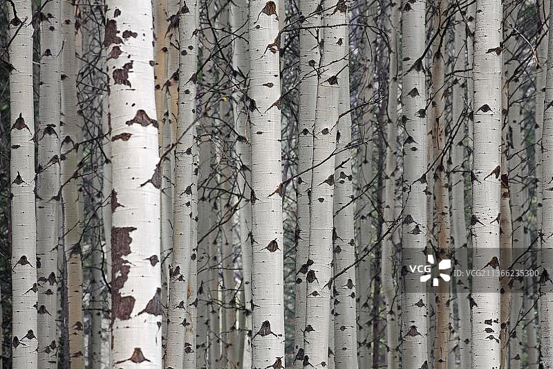 颤杨树干细节，原产于北美和加拿大图片素材