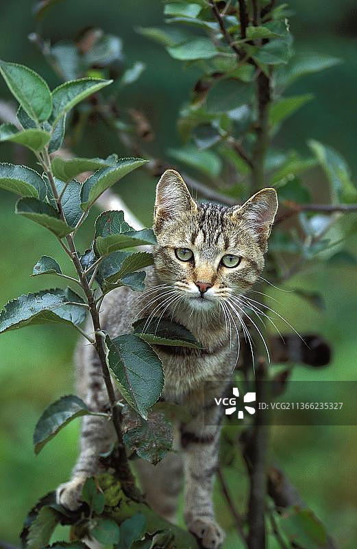 欧洲棕色虎斑家猫在树上图片素材