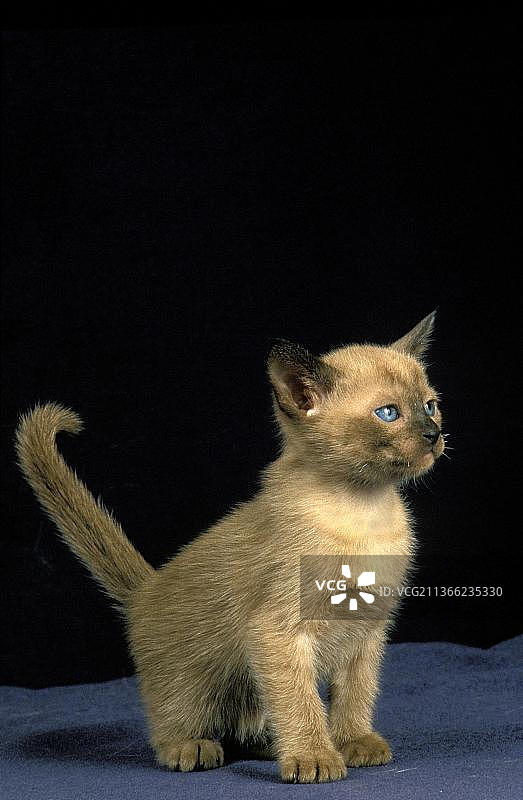 黑色背景下的东京猫幼猫图片素材