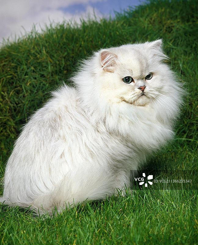 草地上的金吉拉波斯猫图片素材