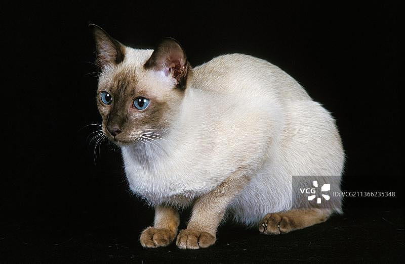 成年东京猫，黑色背景图片素材