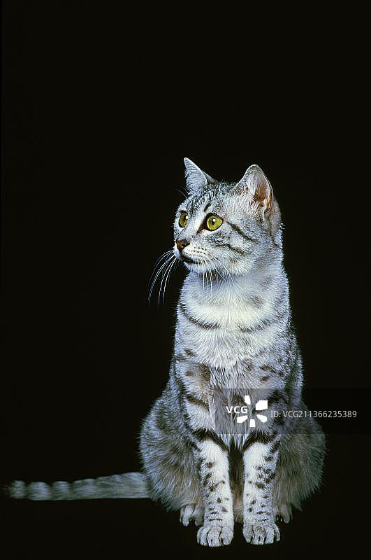 成年埃及猫，黑色背景图片素材