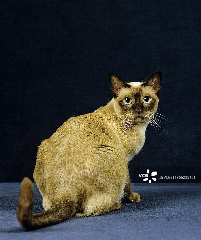 母唐基内斯猫坐于黑色背景前图片素材