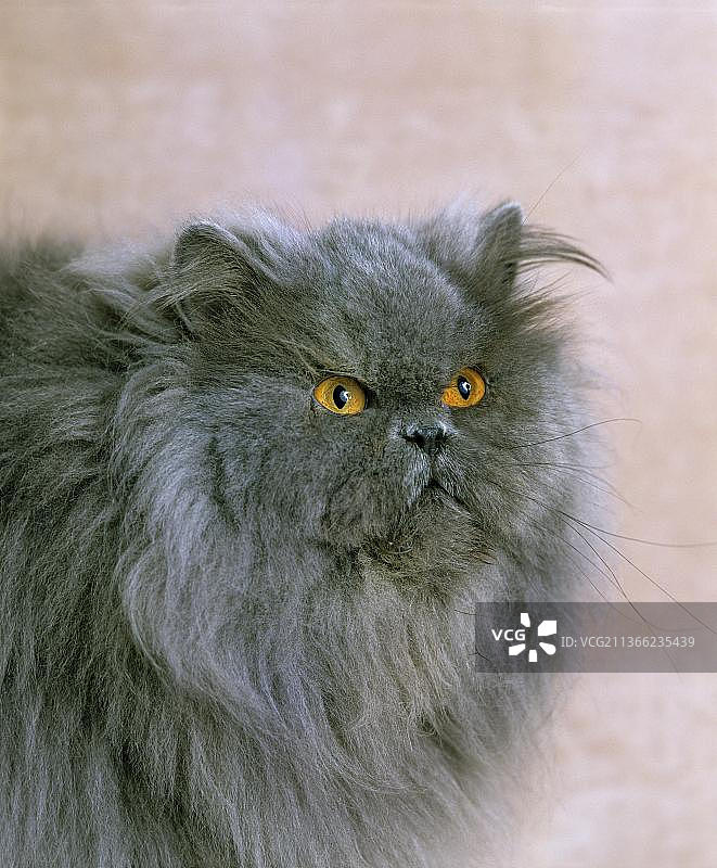 蓝色波斯猫成年猫肖像图片素材