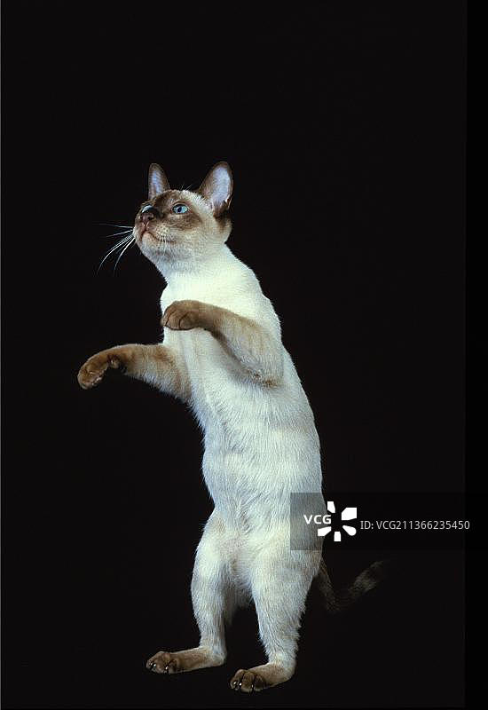 成年缅甸家猫，玩耍，后腿站立图片素材