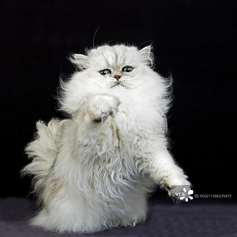 银色金吉拉波斯家猫在黑色背景下玩耍图片素材