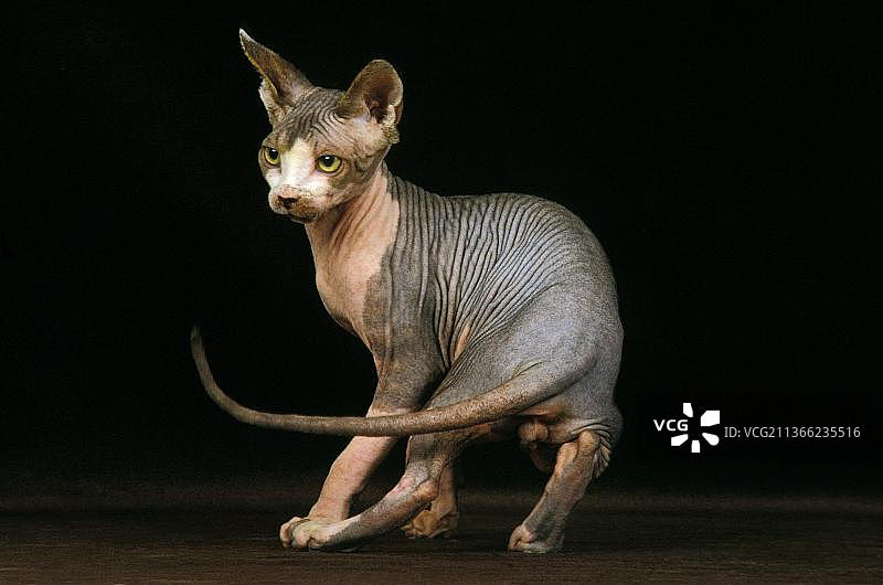 成年斯芬克斯猫，黑色背景图片素材