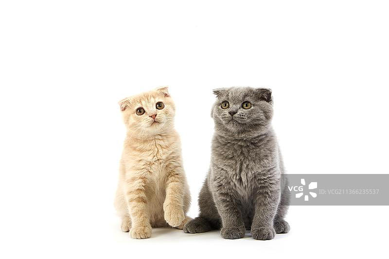 蓝色苏格兰折耳猫和奶油色苏格兰折耳猫图片素材