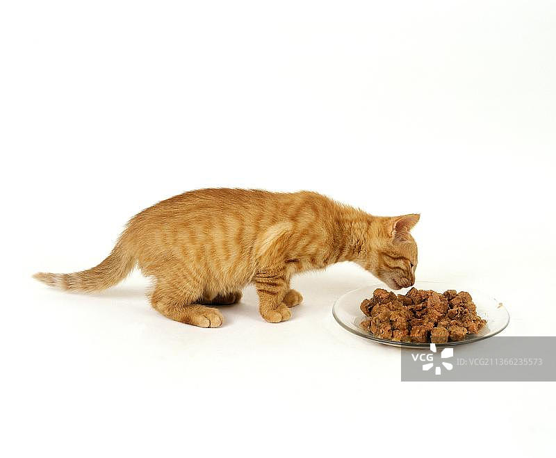 红色虎斑家猫幼崽吃东西图片素材