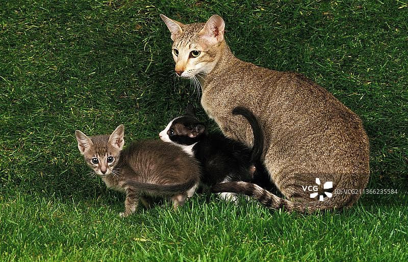 东方家猫，母猫和小猫在草地上图片素材