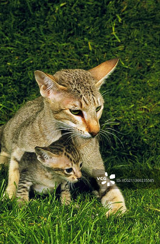 东方家猫，母猫和小猫在草地上图片素材