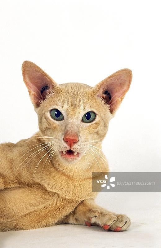 白色背景上的奶油色东方家猫图片素材