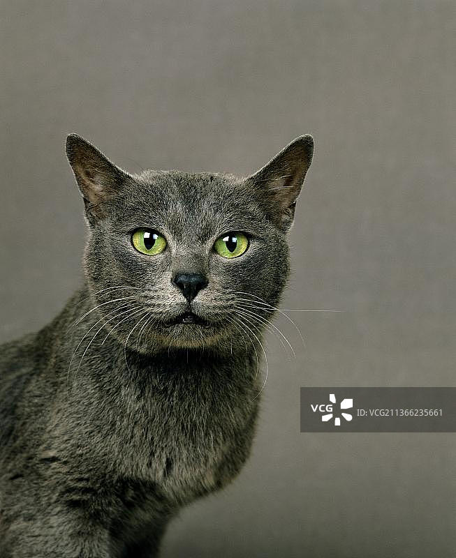 科拉特家猫图片素材