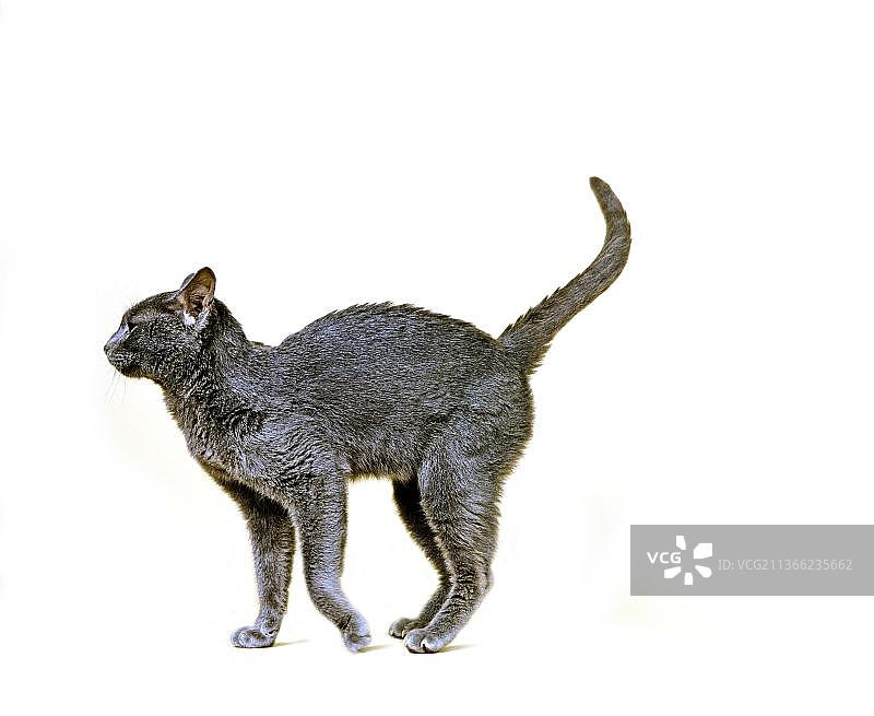 科拉特家猫图片素材