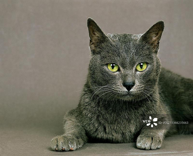 科拉特家猫图片素材