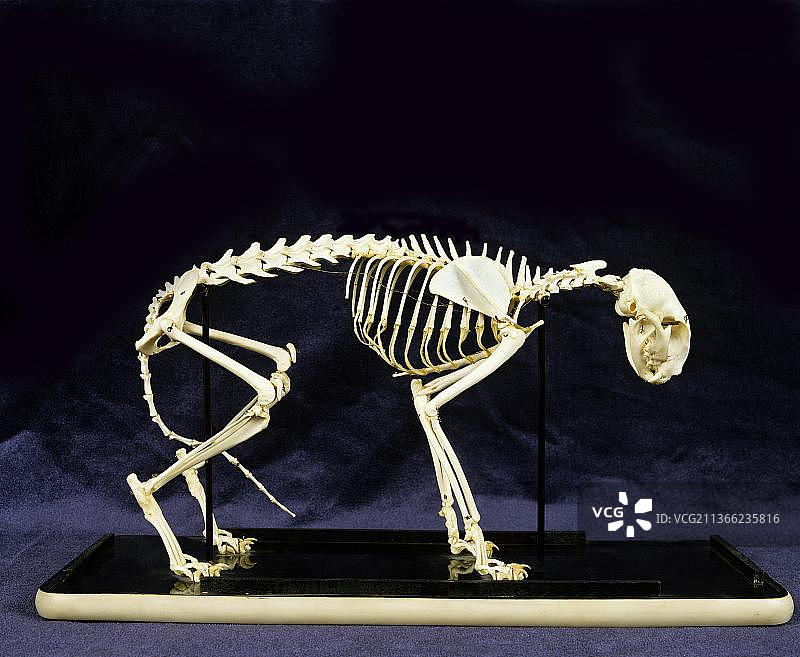 家猫的骨骼图片素材