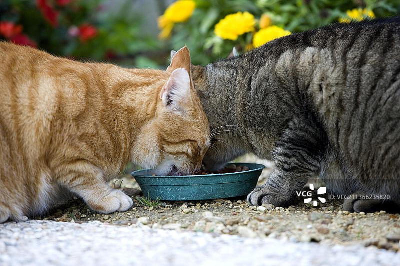 红色虎斑和棕色虎斑家猫在诺曼底吃东西图片素材