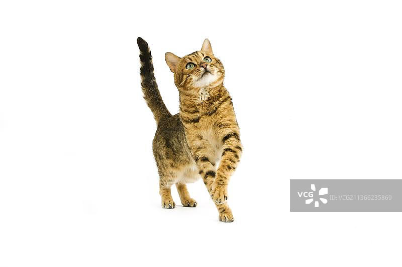 白色背景前的成年棕色虎斑孟加拉猫图片素材