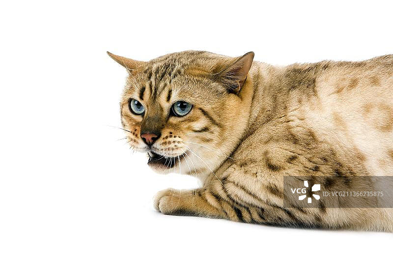 海豹色貂纹虎斑孟加拉家猫，雄性，躺在白色背景上图片素材