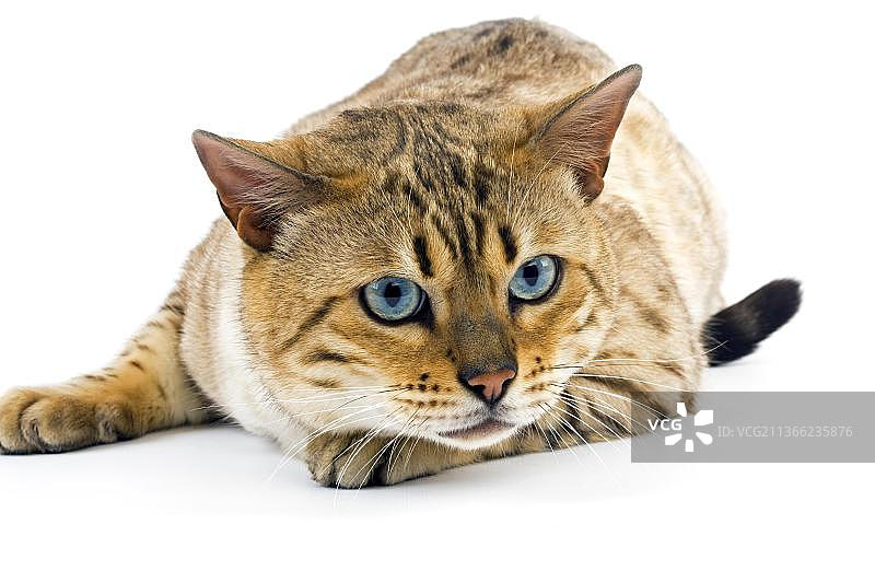 躺在白色背景上的蓝眼睛海豹貂虎斑孟加拉家猫图片素材