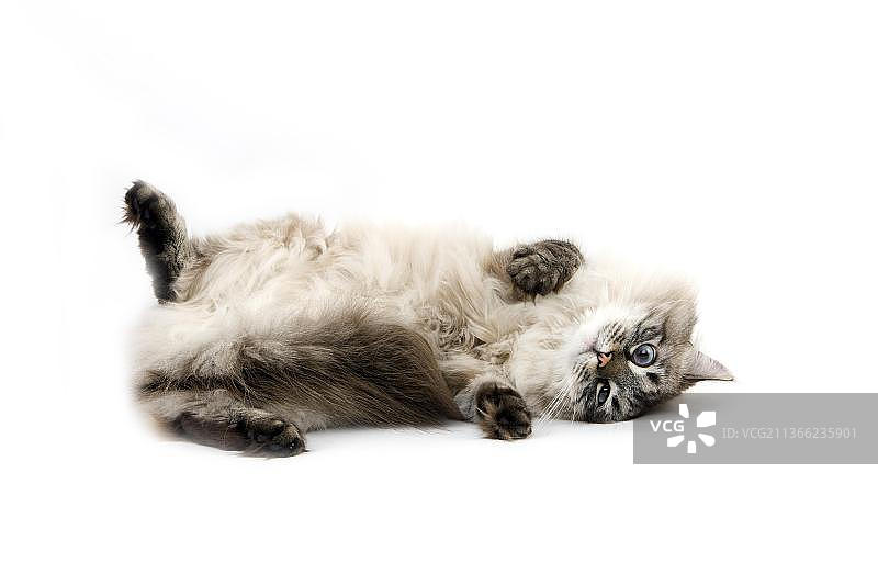 白色背景下的涅瓦假面西伯利亚雄猫图片素材