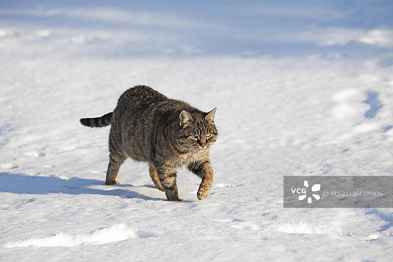 诺曼底雪地行走的棕色虎斑家猫图片素材
