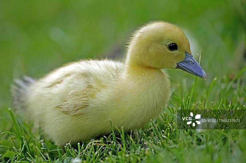 诺曼底的麝香鸭（番鸭）图片素材