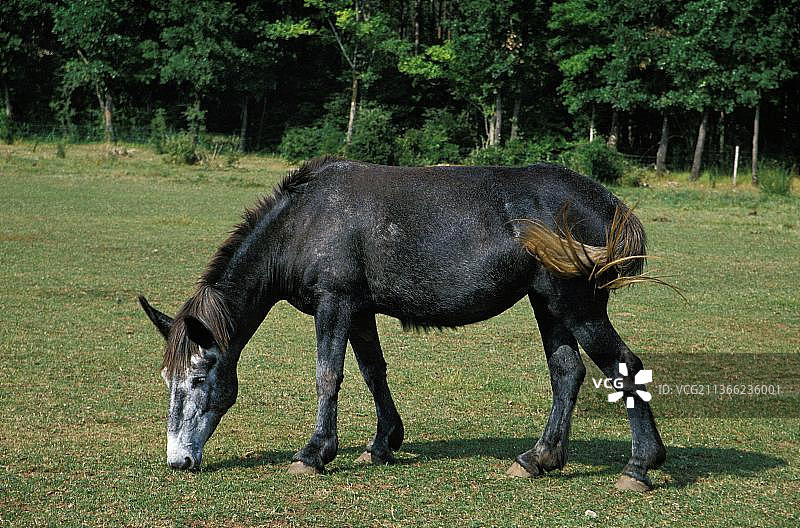 公驴和母马杂交的骡子图片素材