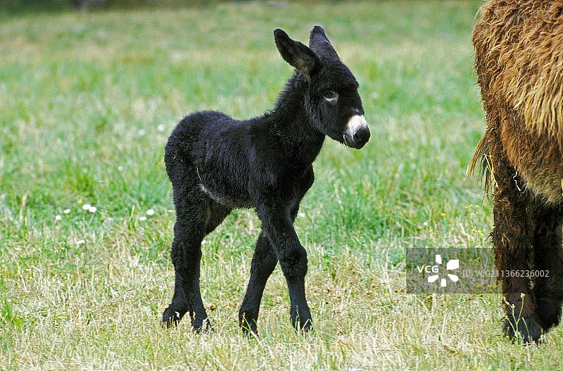 普瓦图驴或法国普瓦图驴品种，小马驹图片素材