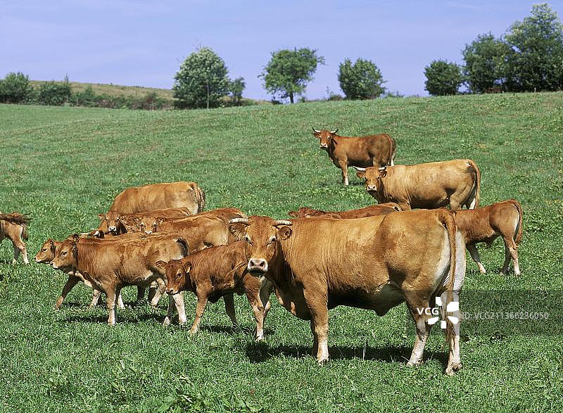 利穆赞家养牛、母牛和小牛图片素材