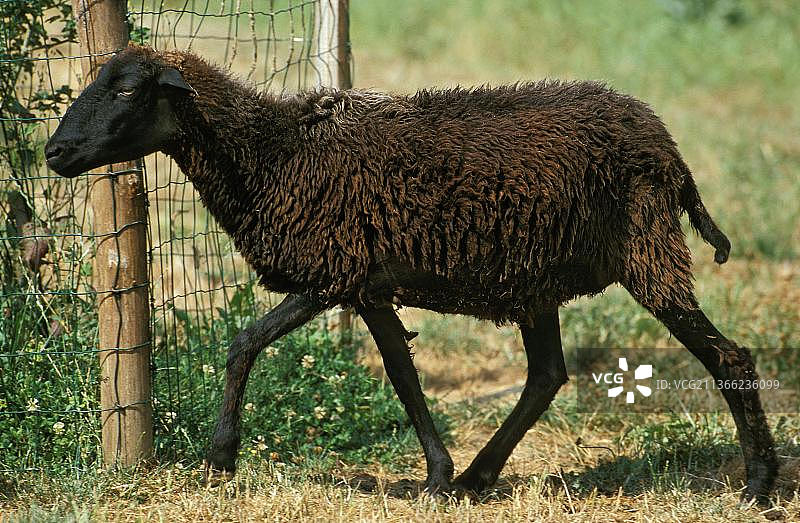 生产阿斯特拉罕皮的卡拉库尔母羊图片素材