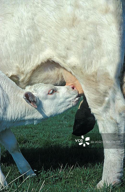 夏洛莱斯家养牛，母牛和小牛在哺乳图片素材