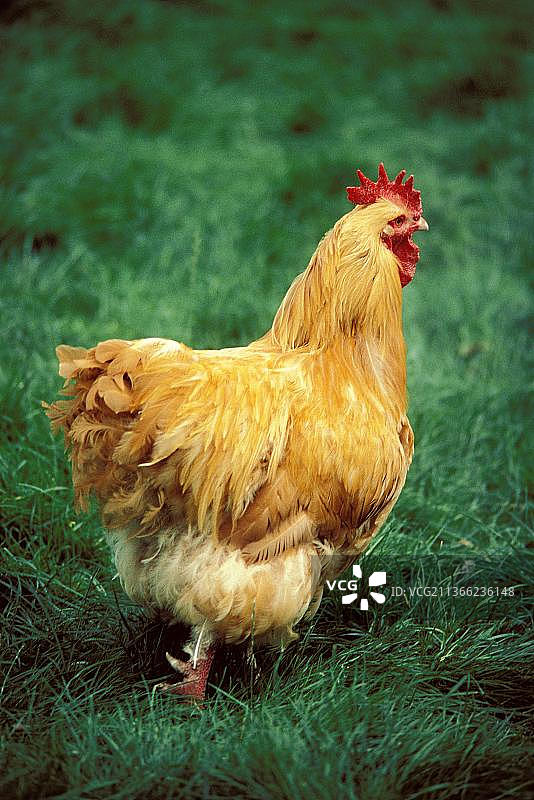 马兰家禽，站在草地上的公鸡图片素材