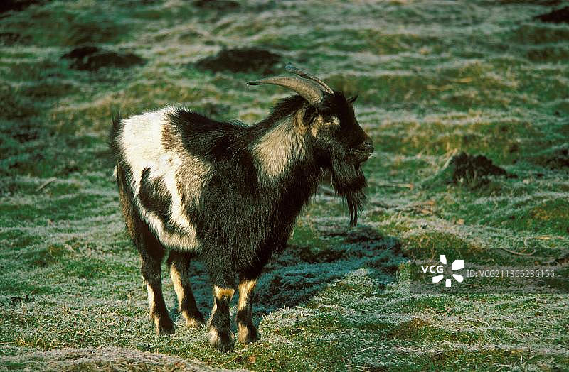 矮山羊图片素材