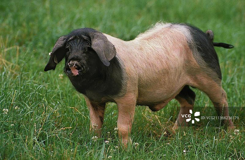 法国巴斯克猪品种图片素材