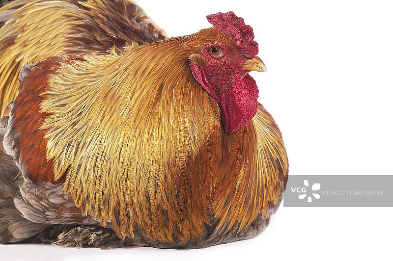 印度婆罗门鹧鸪鸡，白色背景图片素材