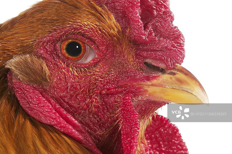 印度梵天鸡，公鸡站立于白色背景前图片素材