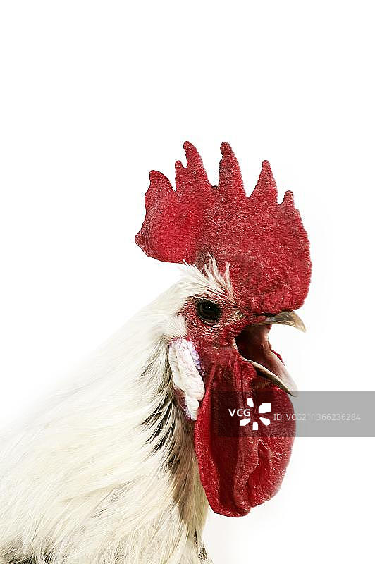 布拉克鸡，一种比利时品种，公鸡在白色背景前图片素材
