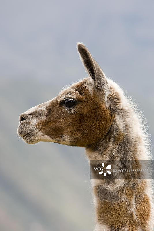 成年美洲驼在秘鲁库斯科附近图片素材