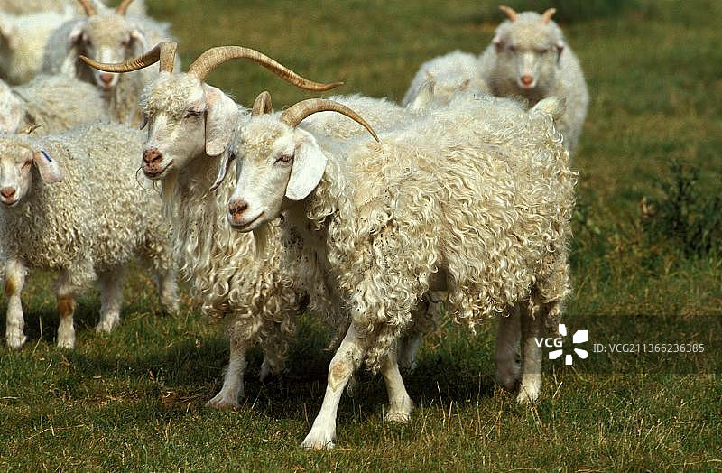 生产马海毛的安哥拉山羊品种图片素材