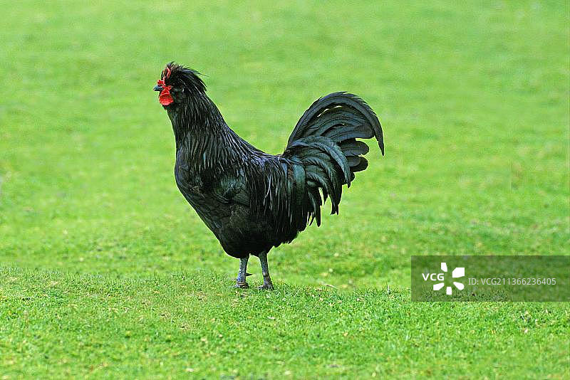 克雷夫科 Domestic fowl，来自诺曼底的法国品种，公鸡图片素材